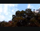 鳥の鳴き声20201016【作業用BGM】