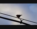 電線をつつく鳥