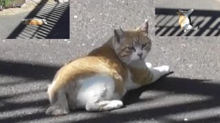 猫は日なたと日陰の間が大好き♡