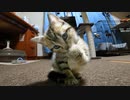 Cat Chocolat 食後に顔を洗い、首輪を慣らす