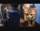 Cat Chocolat うんぴっぴ直後に肩に乗って来る猫、説教したら態度が酷かった