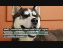 Holiday Season Sale With Pets - CanadaVetExpress