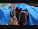 黒猫の腕から白い毛が生えている【野良の子猫】
