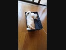 凄い寝方の猫