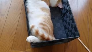 凄い寝方の猫