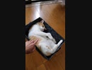 100均のかごでご満悦なねこ