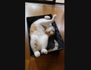 奇妙なポーズで寝るねこ