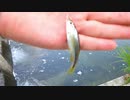 ウキを眺めてのんびり淡水魚釣り09【カワムツ】