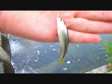 ウキを眺めてのんびり淡水魚釣り09【カワムツ】