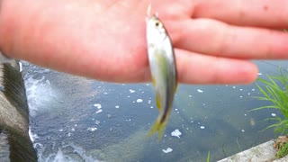 ウキを眺めてのんびり淡水魚釣り09【カワムツ】