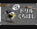 1017【セキレイに食べられるバッタ】カルガモの離水飛翔着水とモズ、カワセミ、スズメ。雨でも水浴び小鳥たち。ムクドリ群れやクロゴキブリも【 #今日撮り野鳥動画まとめ 】 #身近な生き物語