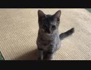 赤んぼ成長　赤ちゃん産まれました　5匹