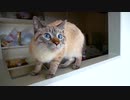 この人…誰？人見知りしない猫もビビって隠れちゃった「例のあの人」との初対面動画