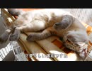新居に興奮してドリブルしまくる猫が急に疲れちゃうのがかわいすぎる…
