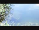 ウキを眺めてのんびり淡水魚釣り10【カワムツ】