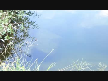 ウキを眺めてのんびり淡水魚釣り10【カワムツ】