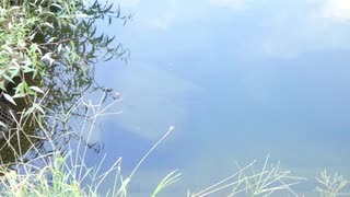 ウキを眺めてのんびり淡水魚釣り10【カワムツ】