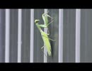 クライミングカマキリ
