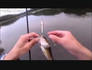 10.16 【魚釣り】間違いだらけのバッシング