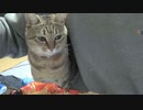 邪魔されるカメラマン　＃195