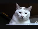 今日のATC-11_扶桑【蒼民家の猫々】