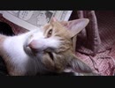 今日のATC-17_筑波【蒼民家の猫々】
