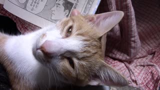 今日のATC-17_筑波【蒼民家の猫々】