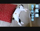 よく鳴く猫と、まだ扇風機に慣れない三毛猫