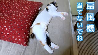 よく鳴く猫と、まだ扇風機に慣れない三毛猫