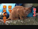 ご飯があるよと子猫を激しく呼ぶ母猫