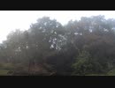 霧がかかった木々と鳥の鳴き声1【作業用BGM】