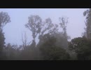 霧がかかった木々と鳥の鳴き声2【作業用BGM】