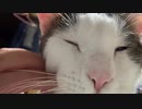 猫に至高のマッサージを与える