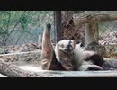 【ノーナレ動物動画】無修正 オオアリクイの貴重な入浴シーン（Giant anteater in the spa）【東山動植物園】