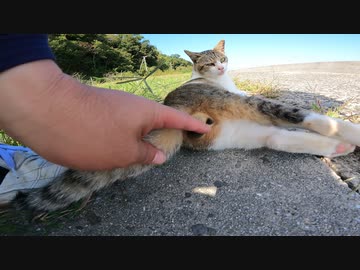 【閲覧注意】猫島にいる野良猫の「ω」をひたすらモフってみた