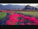 亀岡の彼岸花
