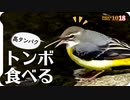 1018【昆虫食べるセキレイ達】キジバトの綺麗な模様。コガモの鳴き声と水浴び。赤トンボナツアカネの連結飛行ホバリング。カワセミや秋の花たち【 #今日撮り野鳥動画まとめ 】 #身近な生き物語