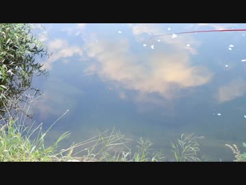 ウキを眺めてのんびり淡水魚釣り11【ブルーギル】