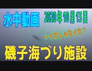 水中動画（2020年10月13日）in 磯子海づり施設