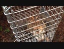 野良gato捕獲その3.mp4