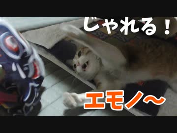 鯉のぼりにじゃれるアイちゃん