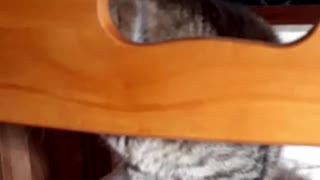 お気に入りの椅子（実家猫）