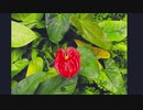 箱根強羅公園 熱帯植物館