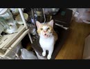 よく鳴く茶白猫