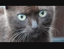 誰にも慣れない野良猫が撫でさせてくれた！だけど子猫は警戒ＭＡＸ