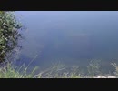 ウキを眺めてのんびり淡水魚釣り12【ブルーギル】