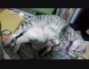 実家に住んでいる猫紹介　＃１　ちび編　Introduction of cats living in their parents' home The name of the cat is Chibi
