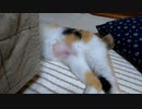 避妊手術後、抜糸前のお腹【三毛猫】