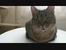 舌を出してる猫に目を奪われてたらチュールを奪われた