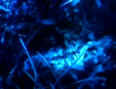 ブルーLEDライトで水槽内を照らしてみた